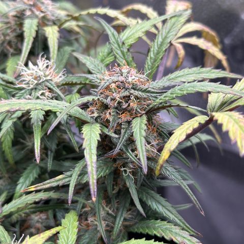 Mimosa Auto 🍊🥂 growlog timeline photo