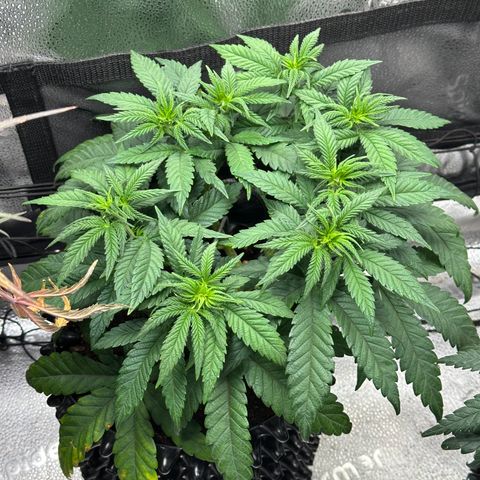 Watermelon Zkittlez 🍉🍭 growlog timeline photo