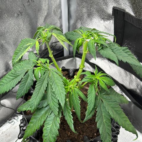 Pineapple Express 🍍 growlog timeline photo