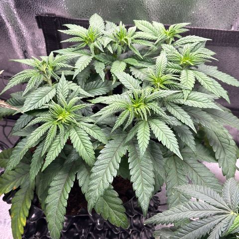 Watermelon Zkittlez 🍉🍭 growlog timeline photo
