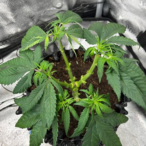 Pineapple Express 🍍 growlog timeline photo