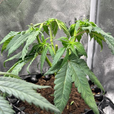 Pineapple Express 🍍 growlog timeline photo