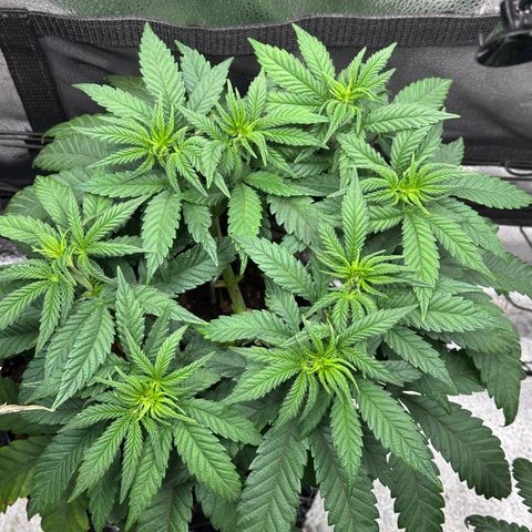 Watermelon Zkittlez 🍉🍭 growlog timeline photo
