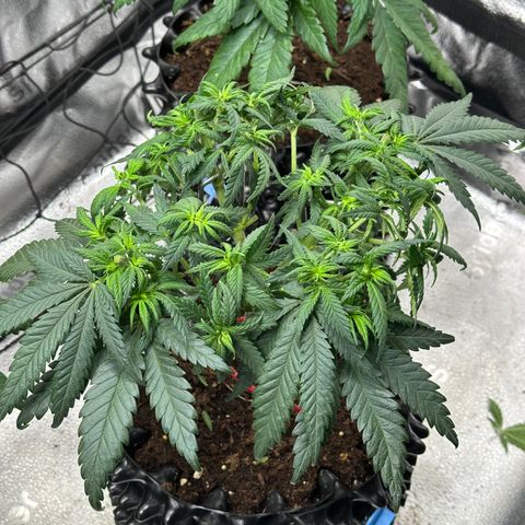 Lemon Cherry Gelato 🍋🍒 growlog timeline photo