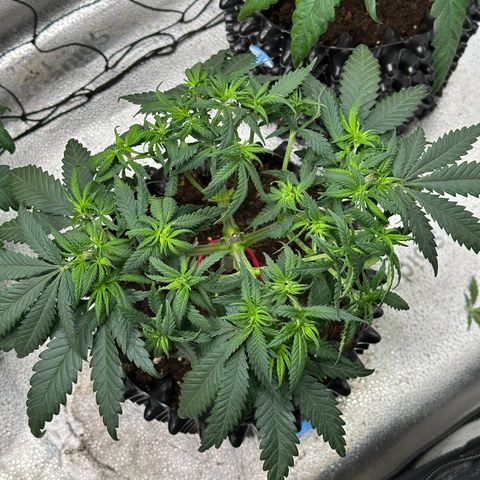 Lemon Cherry Gelato 🍋🍒 growlog timeline photo
