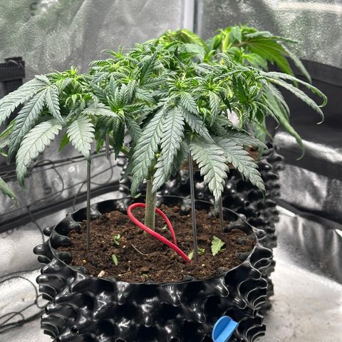 Lemon Cherry Gelato 🍋🍒 growlog timeline photo