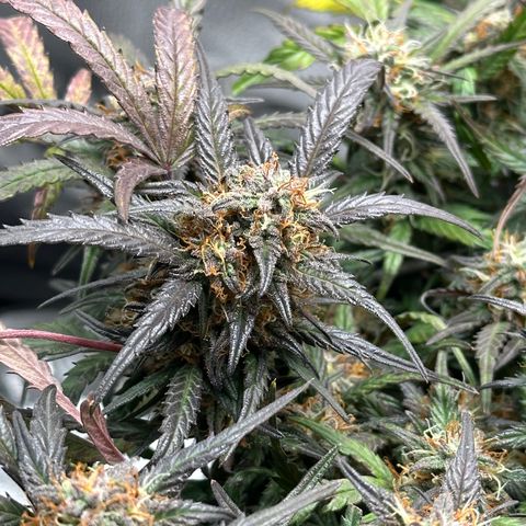 Mimosa Auto 🍊🥂 growlog timeline photo