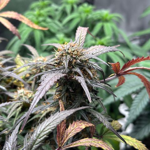 Mimosa Auto 🍊🥂 growlog timeline photo
