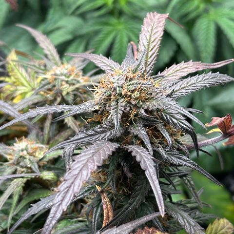 Mimosa Auto 🍊🥂 growlog timeline photo