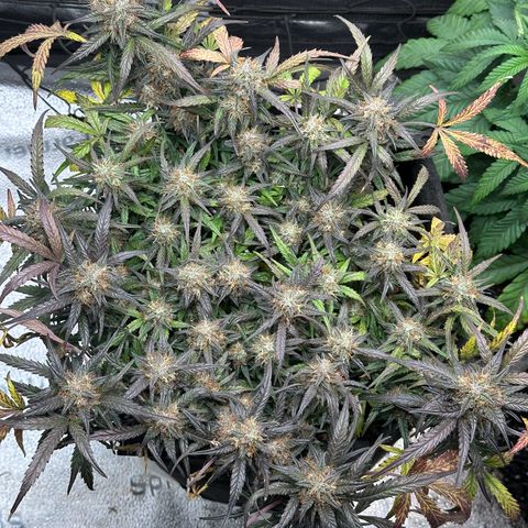 Mimosa Auto 🍊🥂 growlog timeline photo