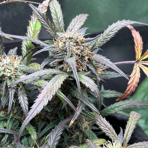Mimosa Auto 🍊🥂 growlog timeline photo