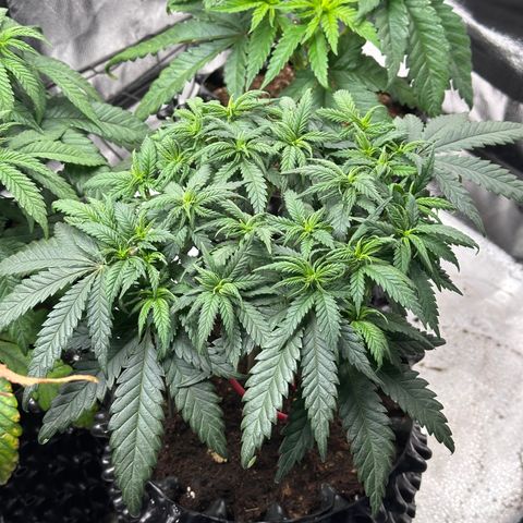 Lemon Cherry Gelato 🍋🍒 growlog timeline photo