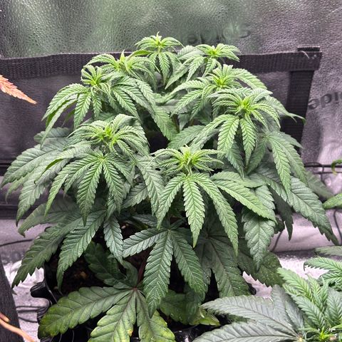 Watermelon Zkittlez 🍉🍭 growlog timeline photo