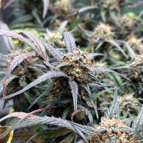 Mimosa Auto 🍊🥂 growlog timeline photo