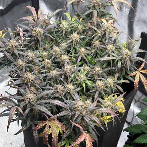 Mimosa Auto 🍊🥂 growlog timeline photo