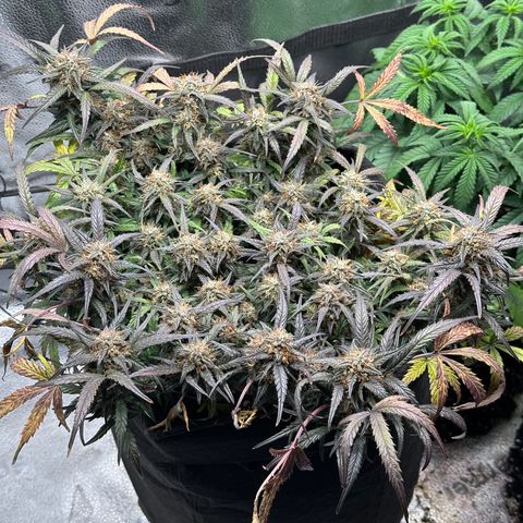Mimosa Auto 🍊🥂 growlog timeline photo
