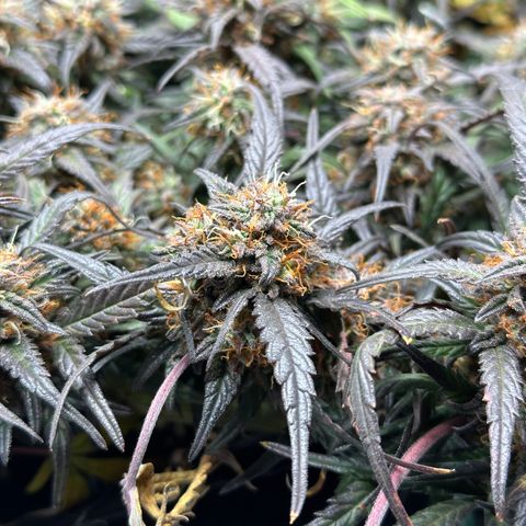 Mimosa Auto 🍊🥂 growlog timeline photo