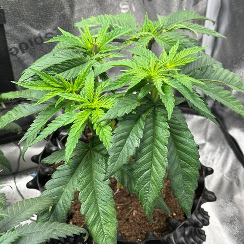 Pineapple Express 🍍 growlog timeline photo