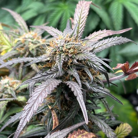 Mimosa Auto 🍊🥂 growlog timeline photo