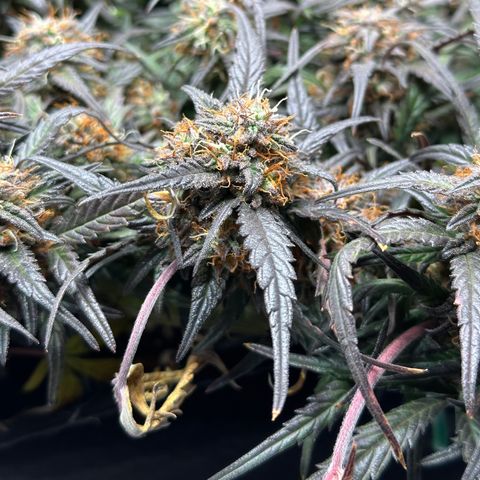 Mimosa Auto 🍊🥂 growlog timeline photo