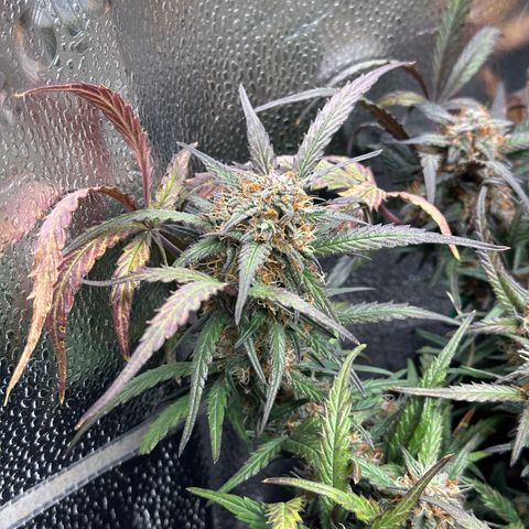 Mimosa Auto 🍊🥂 growlog timeline photo