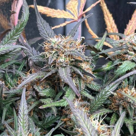 Mimosa Auto 🍊🥂 growlog timeline photo