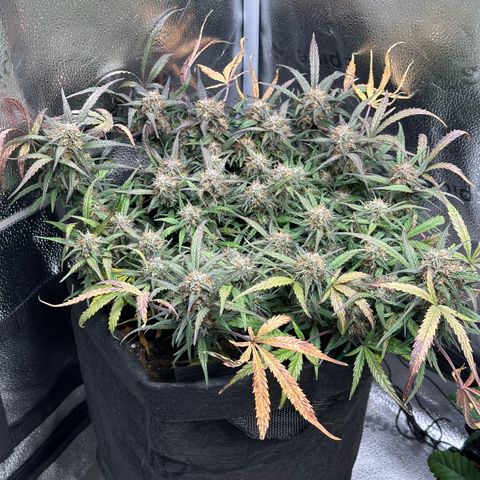 Mimosa Auto 🍊🥂 growlog timeline photo