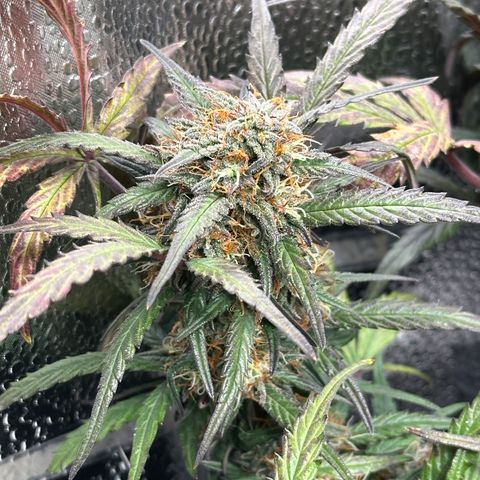 Mimosa Auto 🍊🥂 growlog timeline photo