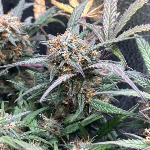 Mimosa Auto 🍊🥂 growlog timeline photo