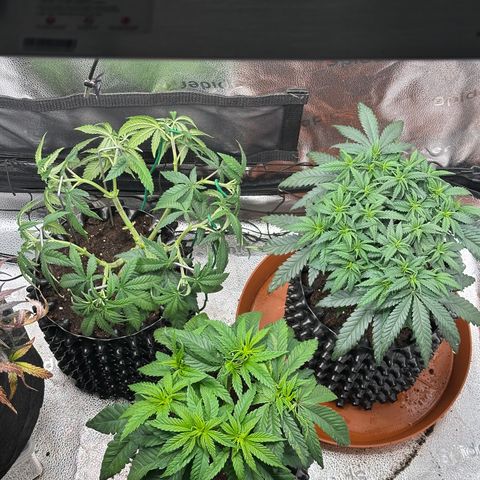 Lemon Cherry Gelato 🍋🍒 growlog timeline photo