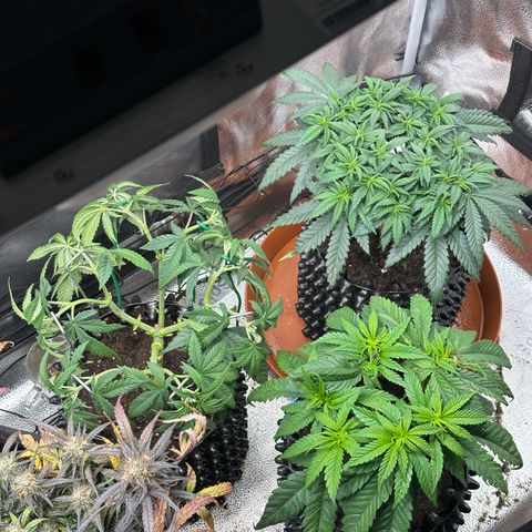 Lemon Cherry Gelato 🍋🍒 growlog timeline photo
