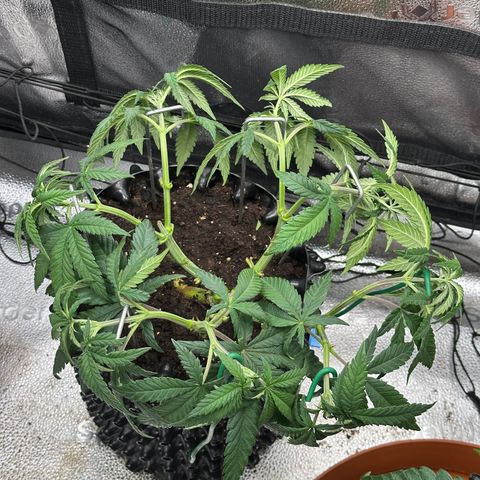 Watermelon Zkittlez 🍉🍭 growlog timeline photo