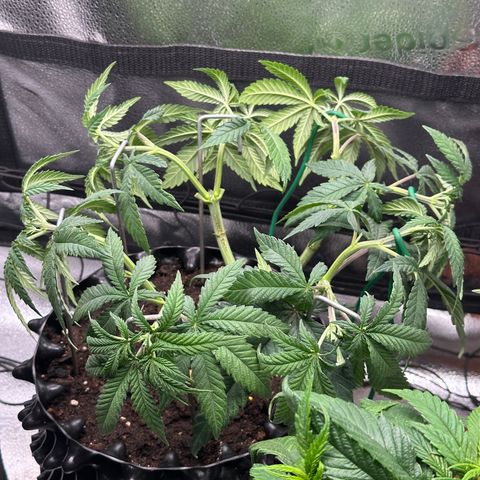 Watermelon Zkittlez 🍉🍭 growlog timeline photo