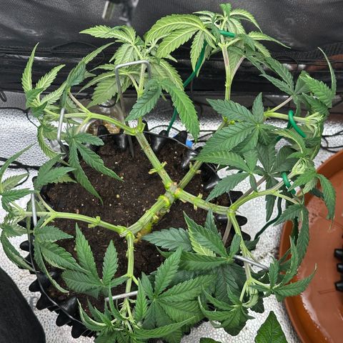 Watermelon Zkittlez 🍉🍭 growlog timeline photo