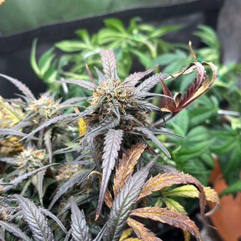 Mimosa Auto 🍊🥂 growlog timeline photo