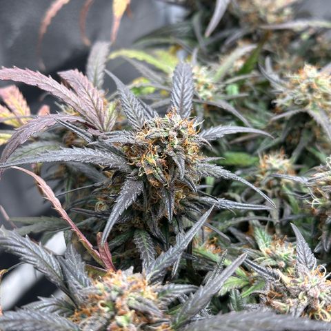 Mimosa Auto 🍊🥂 growlog timeline photo