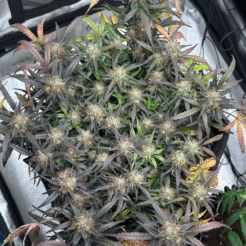 Mimosa Auto 🍊🥂 growlog timeline photo