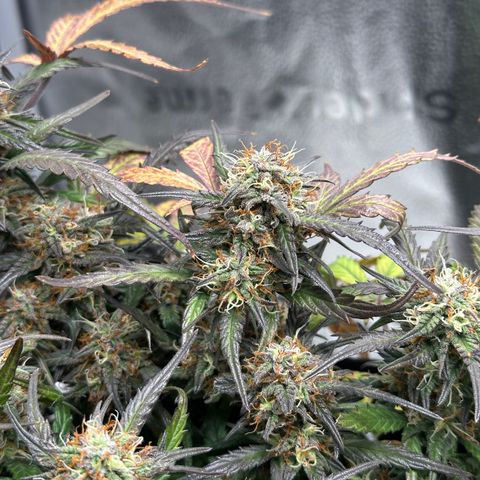 Mimosa Auto 🍊🥂 growlog timeline photo