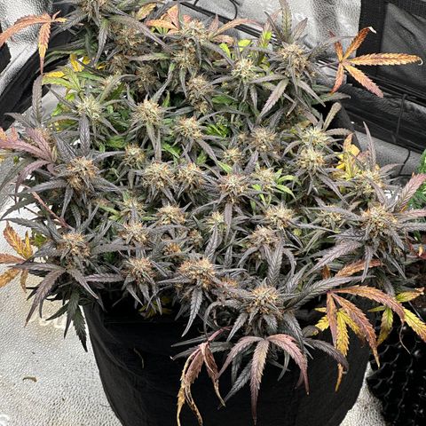 Mimosa Auto 🍊🥂 growlog timeline photo