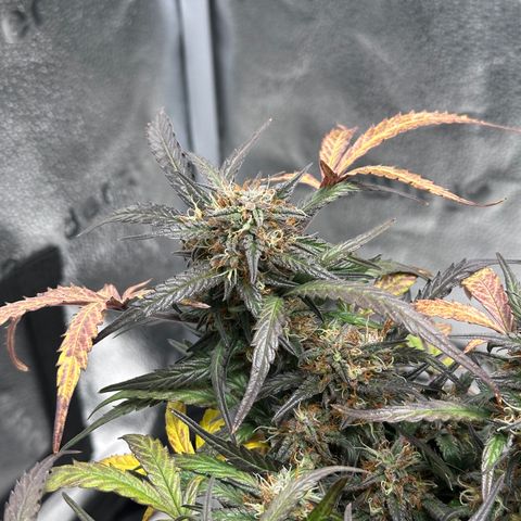 Mimosa Auto 🍊🥂 growlog timeline photo