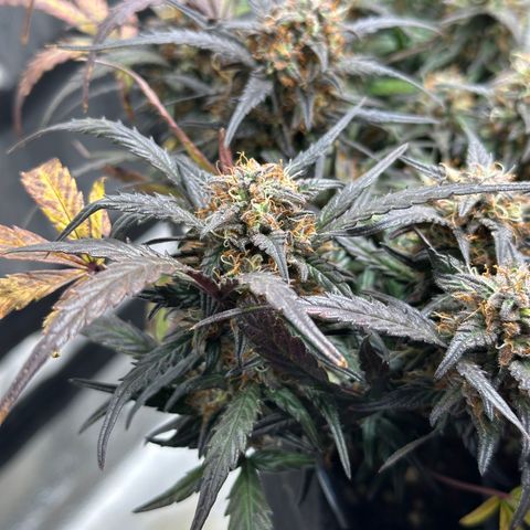 Mimosa Auto 🍊🥂 growlog timeline photo