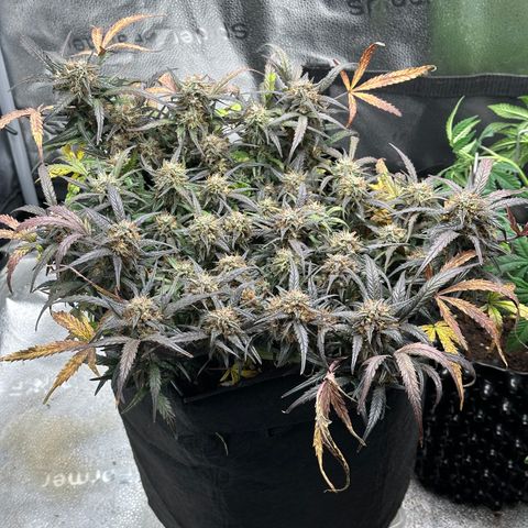 Mimosa Auto 🍊🥂 growlog timeline photo