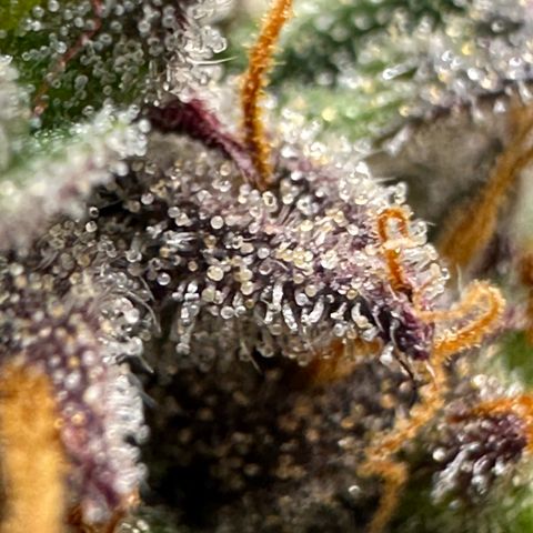 Mimosa Auto 🍊🥂 growlog timeline photo