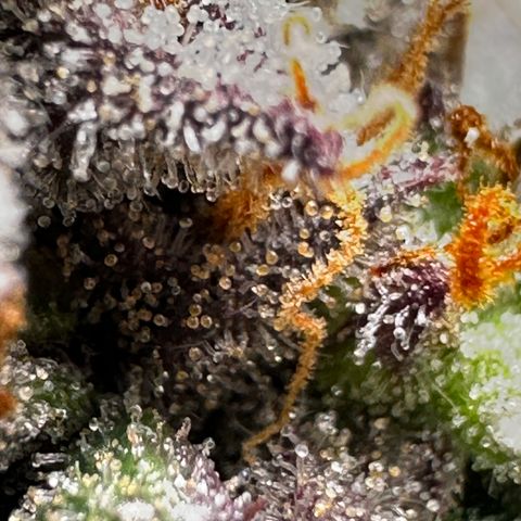 Mimosa Auto 🍊🥂 growlog timeline photo