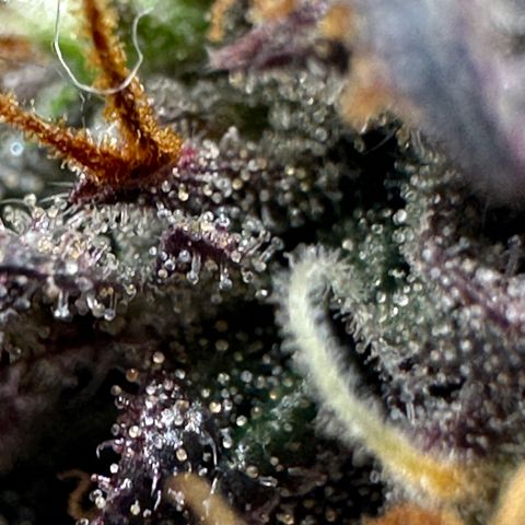 Mimosa Auto 🍊🥂 growlog timeline photo