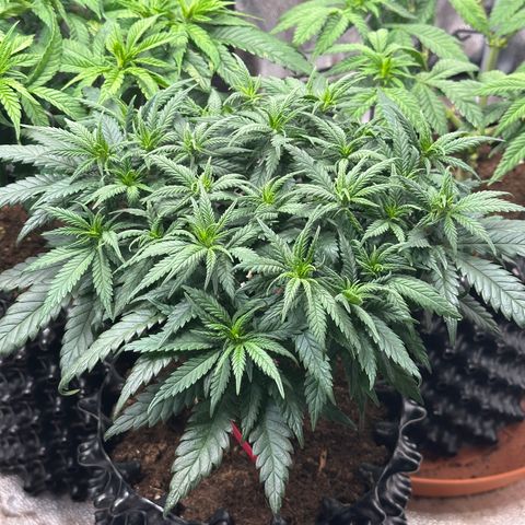 Lemon Cherry Gelato 🍋🍒 growlog timeline photo