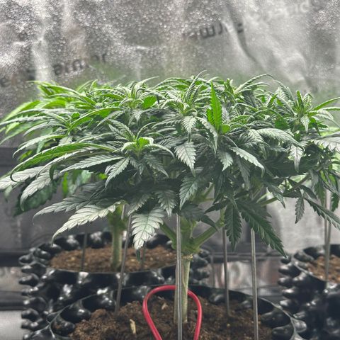 Lemon Cherry Gelato 🍋🍒 growlog timeline photo