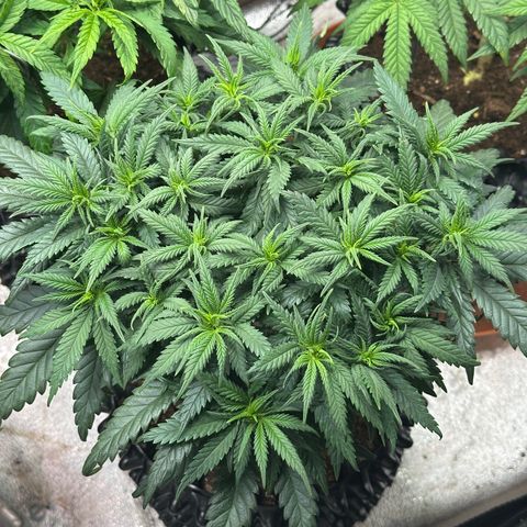 Lemon Cherry Gelato 🍋🍒 growlog timeline photo