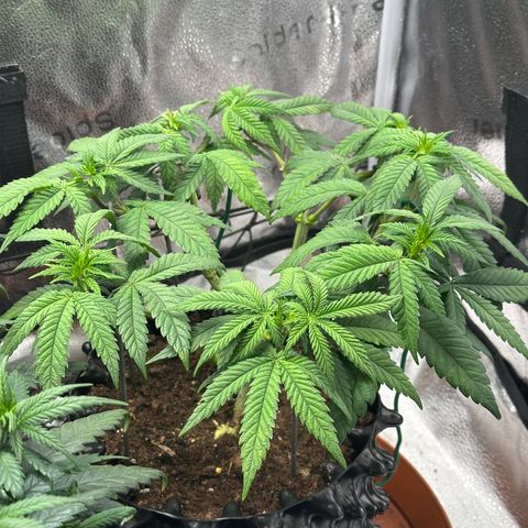 Watermelon Zkittlez 🍉🍭 growlog timeline photo