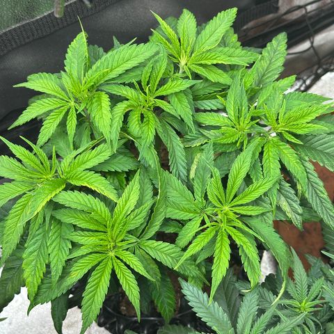 Pineapple Express 🍍 growlog timeline photo